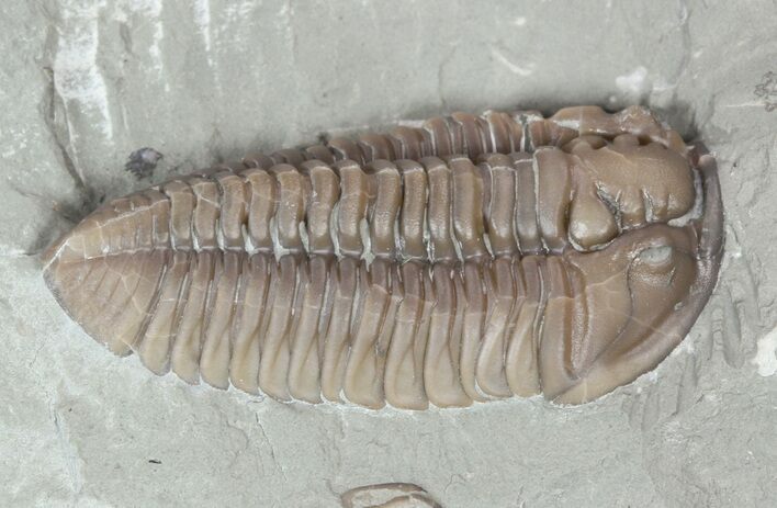 Prone Flexicalymene Trilobite In Shale - Ohio #52202